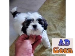 used Two Vaccinated ShihTzu Healthy And Puppies Available 7042563264 for sale 